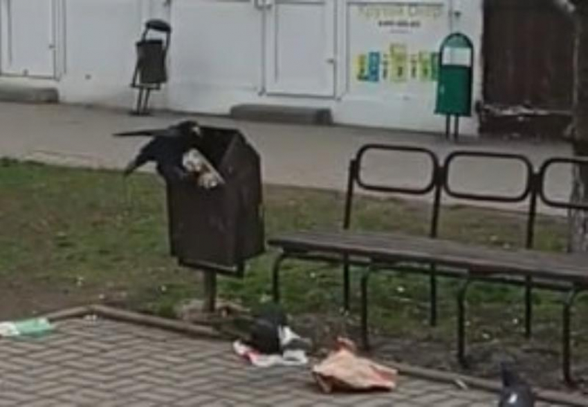 Нахальная ворона потрошит урны и бросается мусором: волгодонцы сняли преступления дерзкой птички на «Тридцатнике»