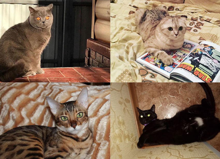 «Рыжетта, Боня, Бася и Вася»: Победители конкурса «Мартовский кот» получат подарки от партнера конкурса