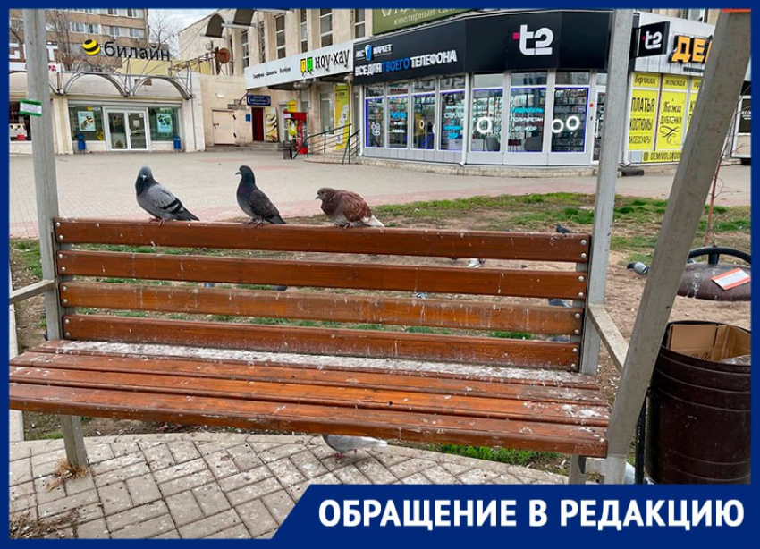 Центр Волгодонска утопает в помете: пенсионерка возмущена, что лавочки захватили голуби
