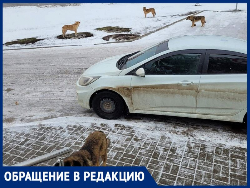 На В-9 родители вынуждены отводить детей в школу из-за агрессивной стаи собак