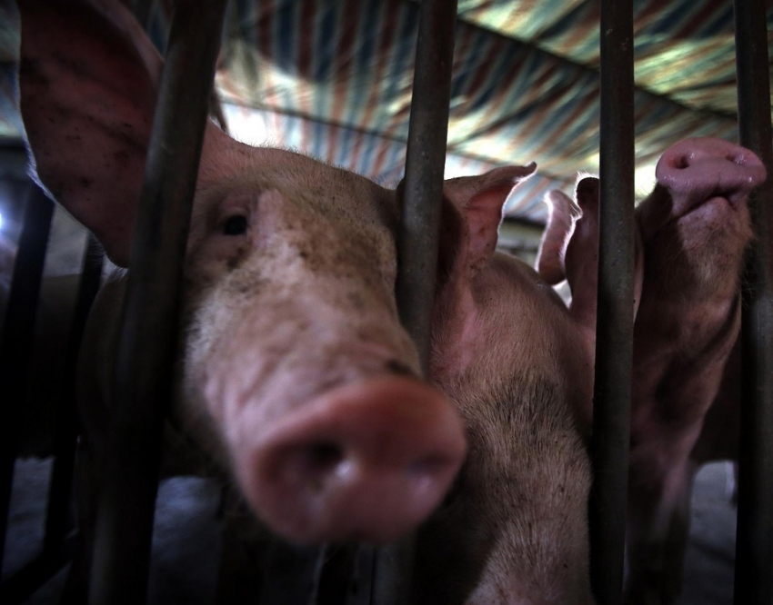 В Волгодонске мясник забивал свиней в грязном месте
