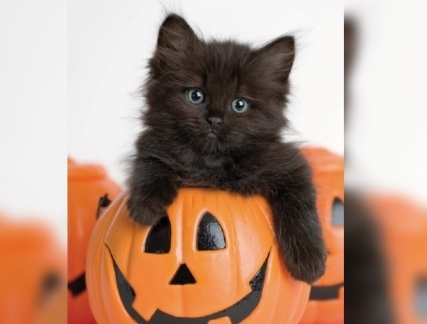 Волгодонские зоозащитники боятся, что черных котят зарежут во время ритуалов на Хэллоуин