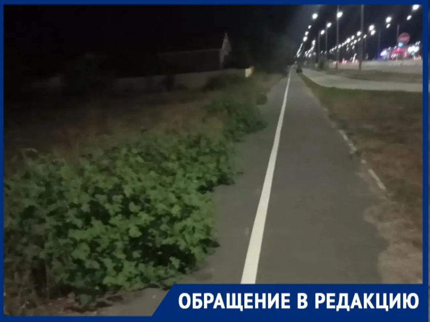 «За лето траву не косили ни разу!»: жители просректа Лазоревого требуют очистить территорию от зарослей