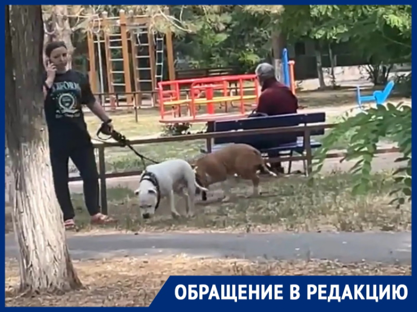 «Ждут, пока случится беда?»: бойцовские монстры без намордников в центре Волгодонска захватили прогулочную зону