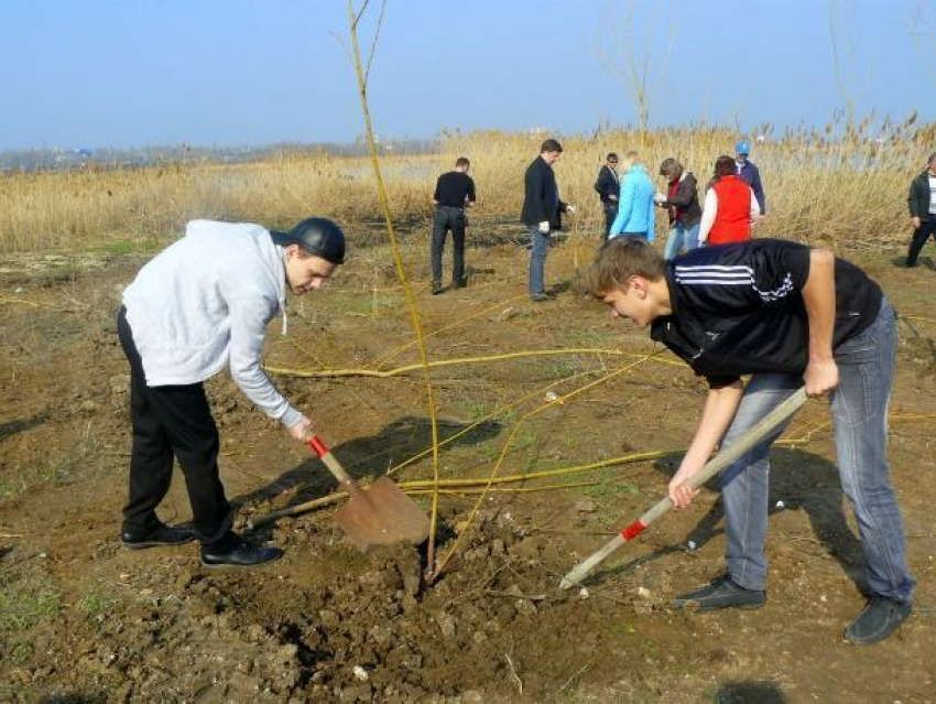 Порядка двух с половиной тысяч деревьев посадили в Волгодонске в Год экологии