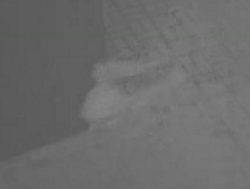 «Привидения» разнесли витрину суши-точки в Цимлянске и попали на видео