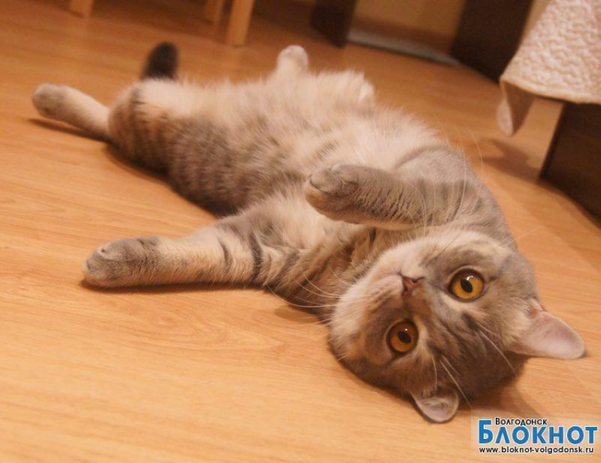 Баксик — двенадцатый участник конкурса «Самый красивый кот Волгодонска»