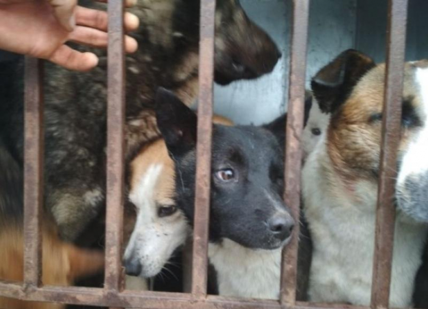 11 собак приговорили к пожизненному заключению в Волгодонске