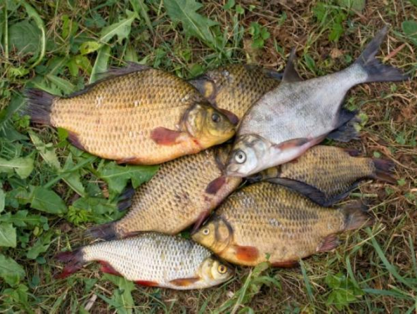 Волгодонским рыбакам решили запретить ловить более 5 килограммов рыбы