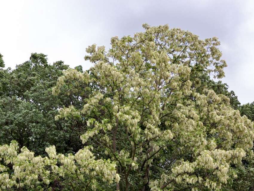 Цимлянский район засадят акациями