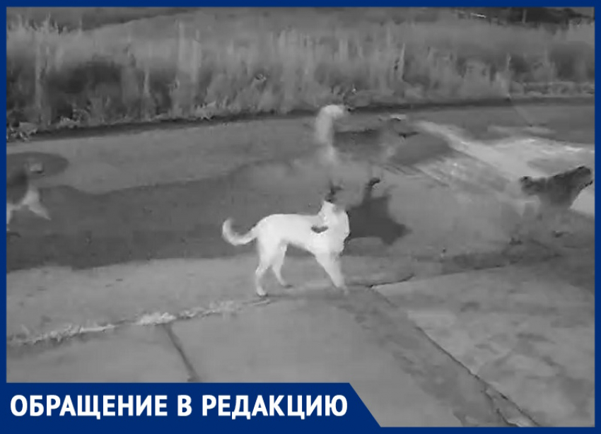 «Собаки разрывают котов»: в квартале В-Е обнаружена стая опасных собак