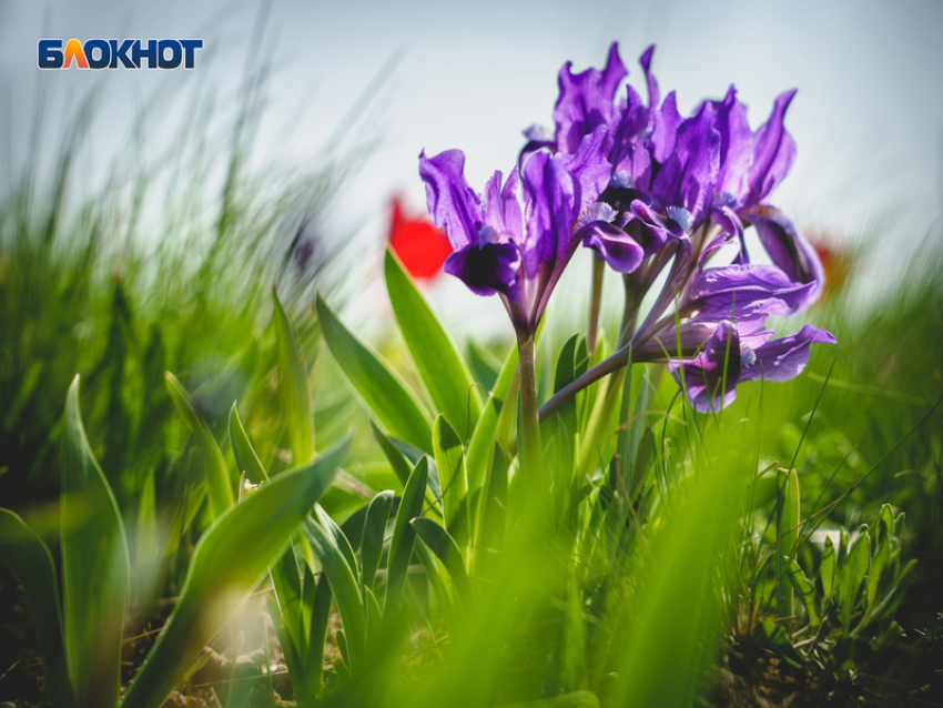 В День холостяка в Волгодонске сохранится жаркая погода