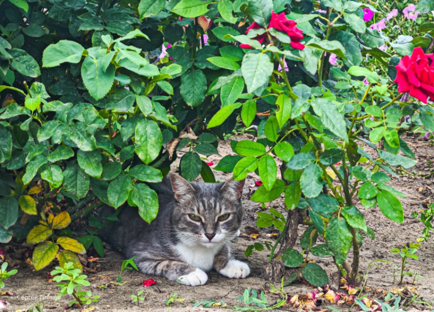 Середина первой недели осени обещает  быть солнечной 