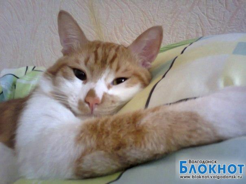 Лёва — пятнадцатый участник конкурса «Самый красивый кот Волгодонска»
