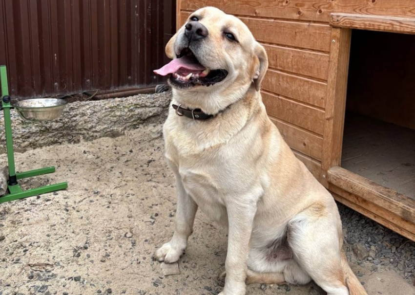 История лабрадора-потеряшки Сэма, за судьбой которого следил весь Волгодонск 