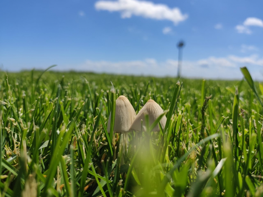 Волгодончанка отравилась грибами, которые собрала в парке Победы 