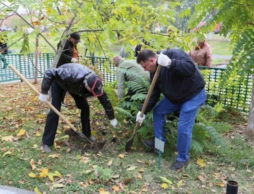 В Волгодонске в День древонасаждения посадят более 2000 деревьев и кустарников