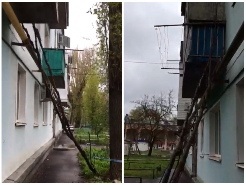 «Сначала на балкон, а потом на людей»: дерево упало в старой части Волгодонска 
