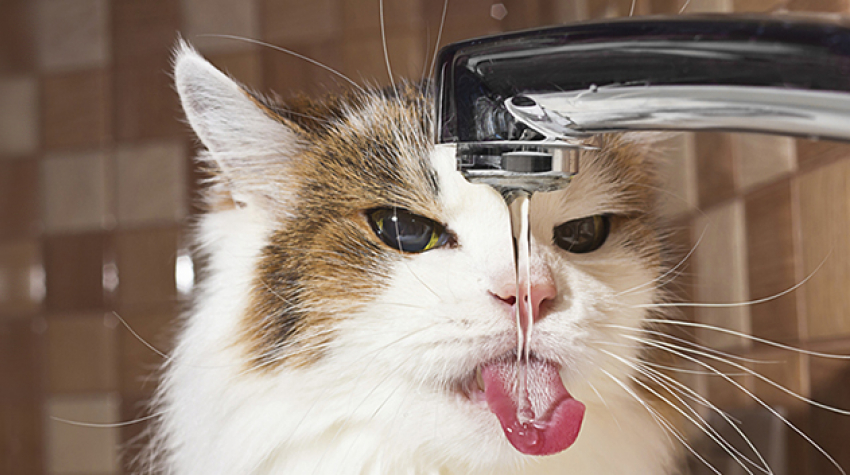 Жара возвращается в Волгодонск 