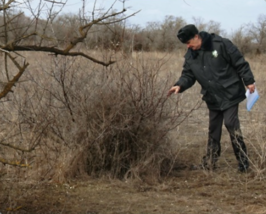 Рядом с Волгодонском ввели в оборот сотни гектаров ранее заброшенных сельхозземель