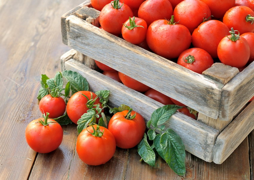 «Я стал миллионером, выращивая помидоры»  – читатель
