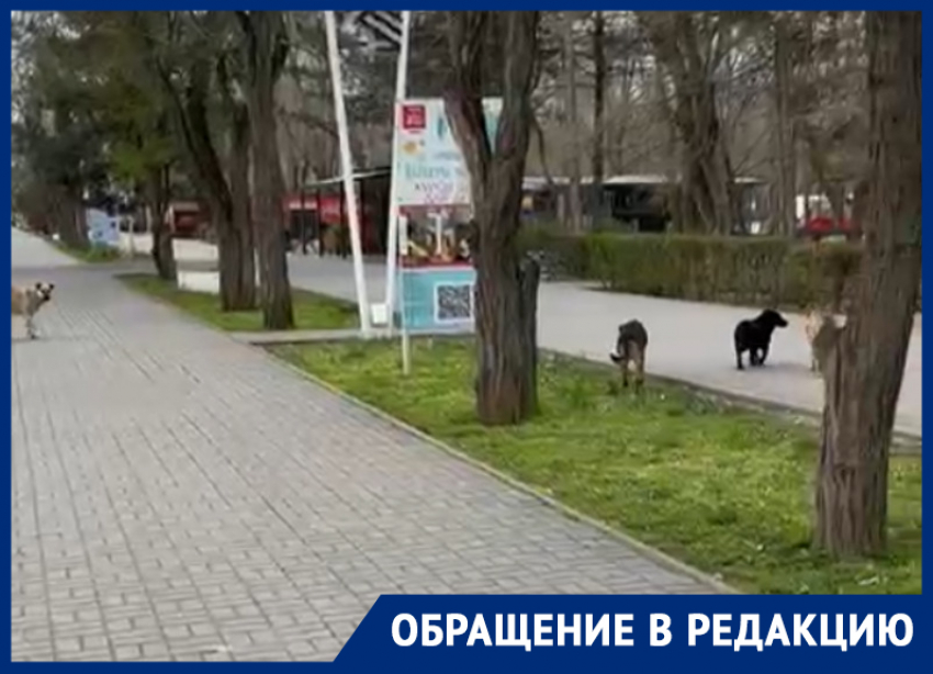 «Бродячие собаки живут среди людей или люди живут среди бродячих собак?»: волгодонец
