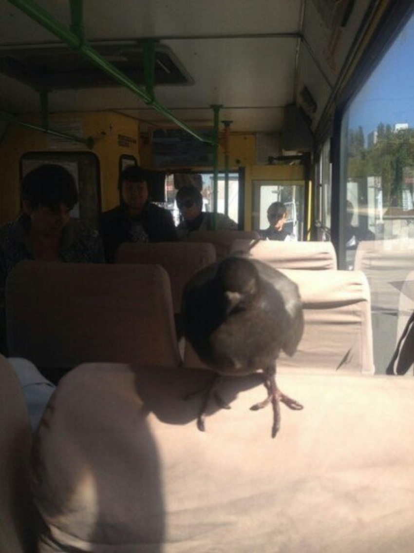 В Волгодонске пернатый «заяц» разъезжает в общественном транспорте