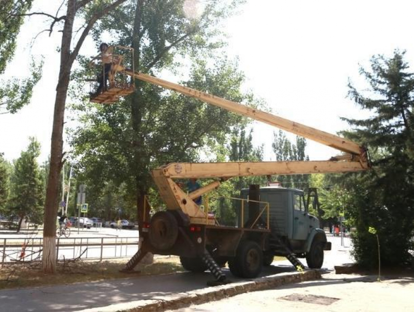В Волгодонске избавляются от сухих деревьев, посаженных в 50-е годы