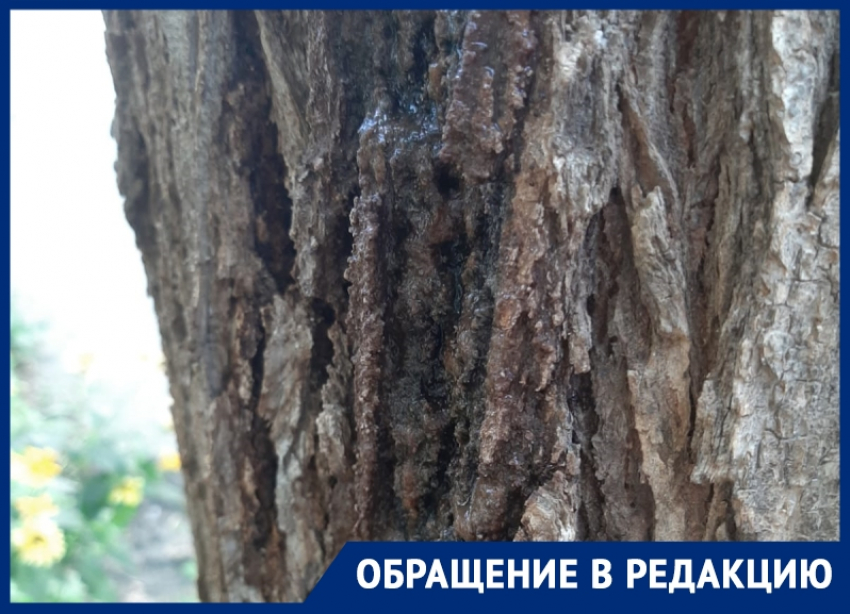 Несмотря на просьбы жильцов, комиссия решила не спиливать дерево во дворе МКД в Волгодонске