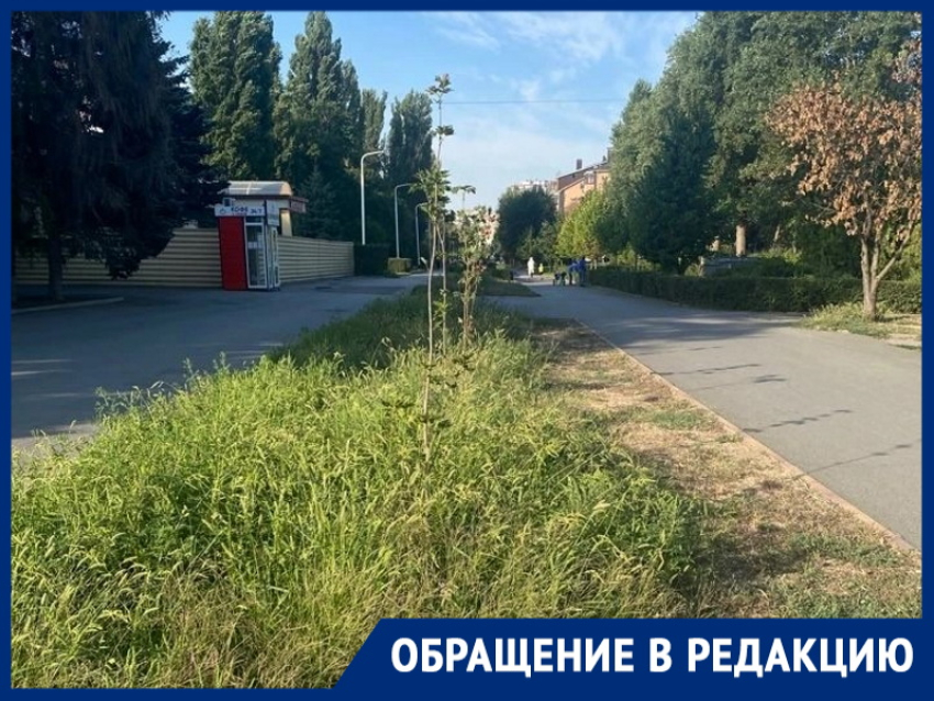 «Если бульвар Великой Победы зарос сорняком!»: горожанам даже страшно представить, что в других микрорайонах Волгодонска
