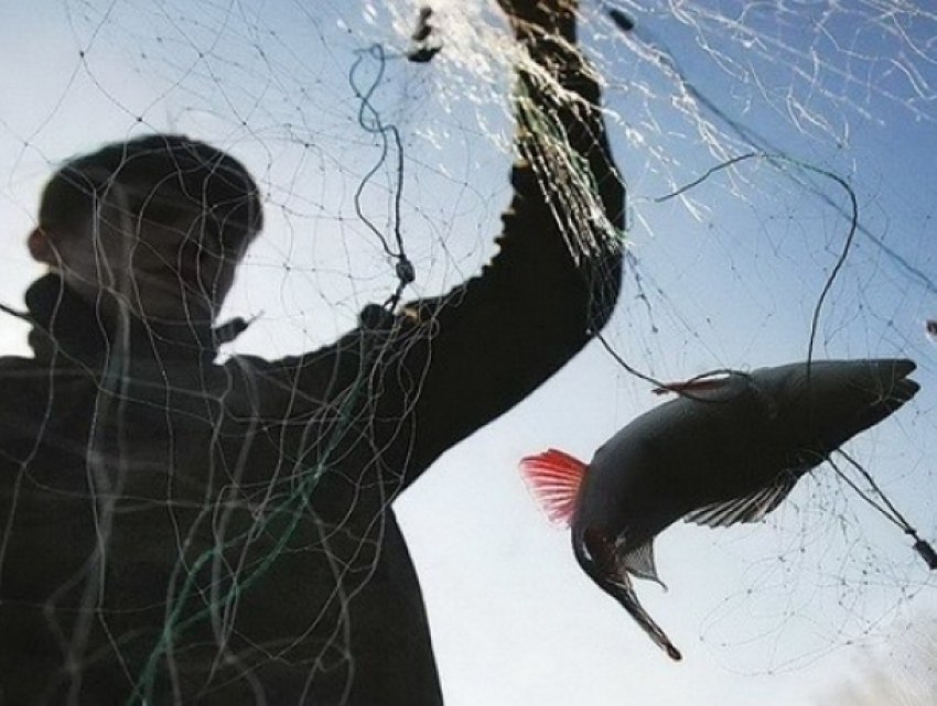 Благодаря «Путине» цимлянские полицейские поймали ловца краснокнижной рыбы