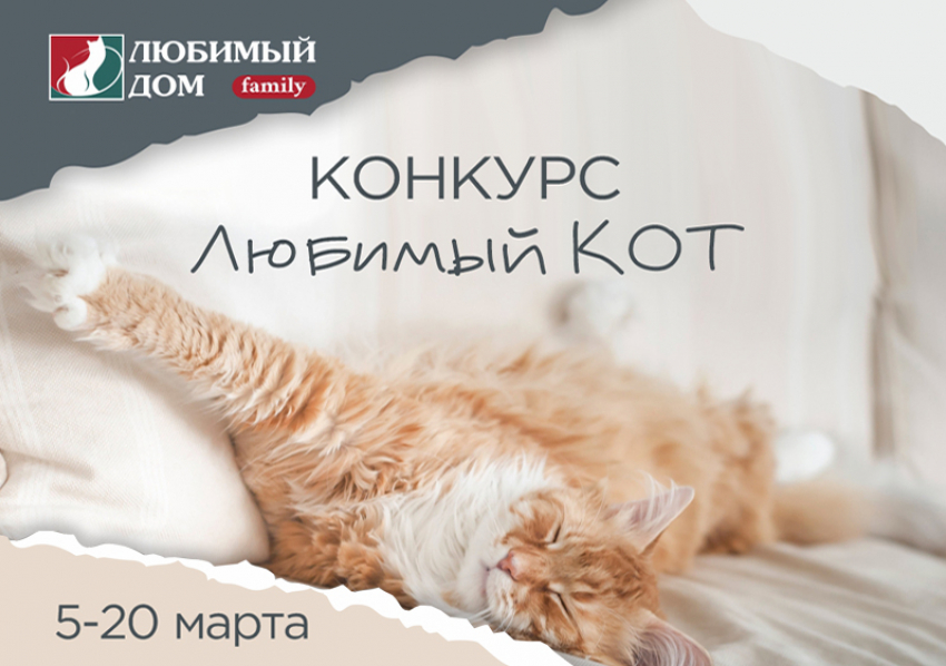 Сделайте фото кота и получите приятные призы: «Любимый Дом» запустил новый конкурс