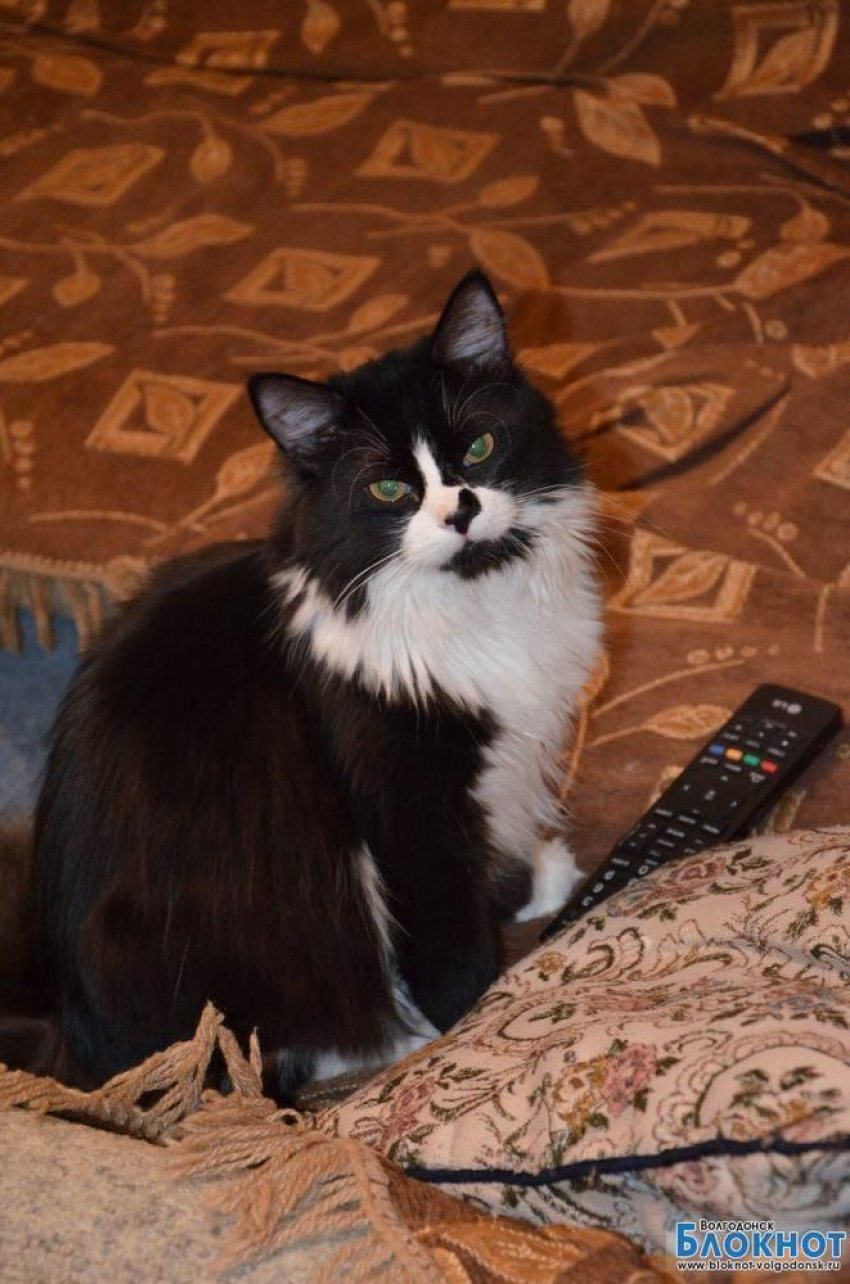 Луй - 63-й участник конкурса «Самый красивый кот Волгодонска»