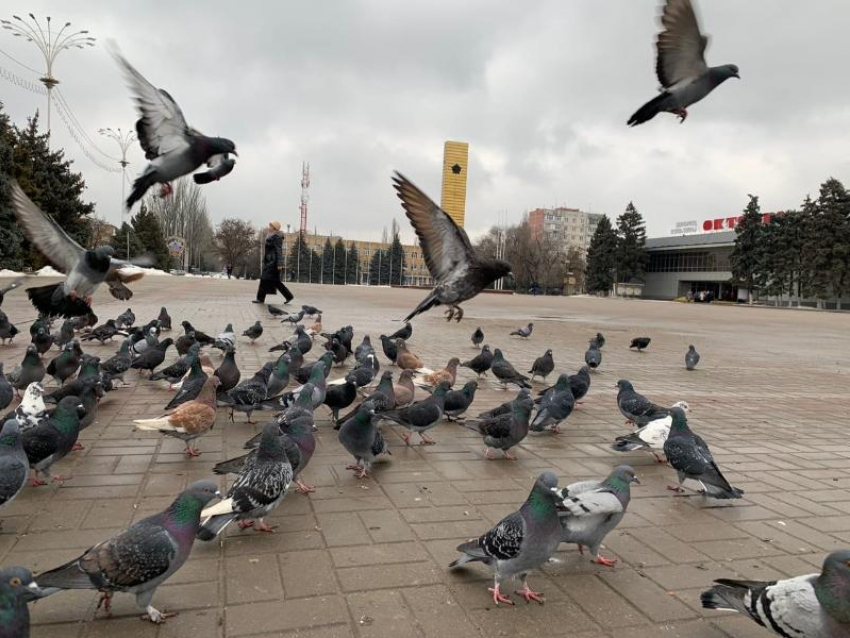 Сильный ветер и небольшой дождь ожидаются сегодня в Волгодонске 