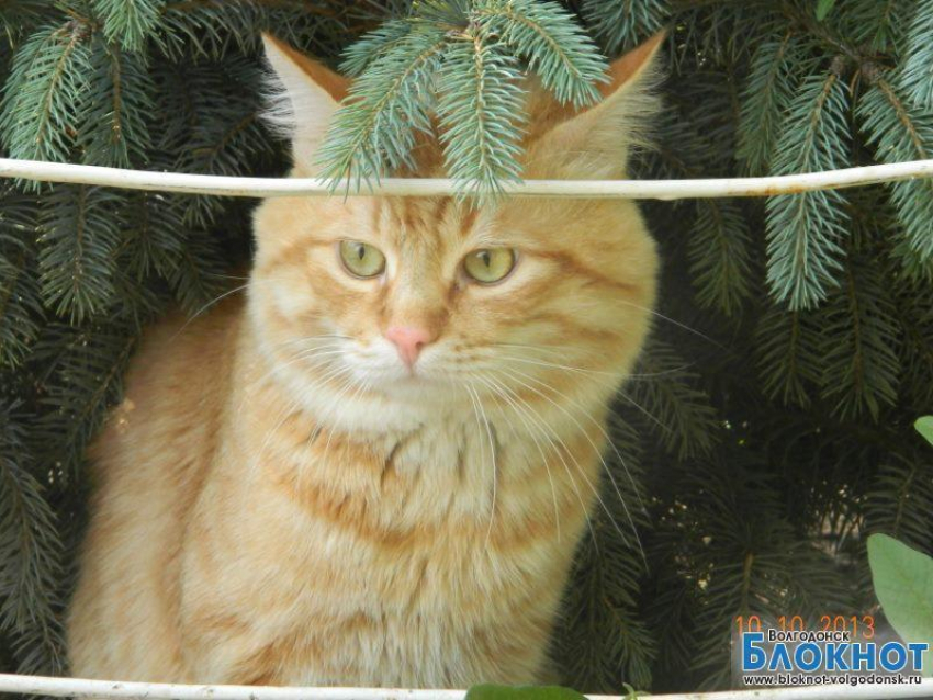 GuF — 48-й участник конкурса «Самый красивый кот Волгодонска»