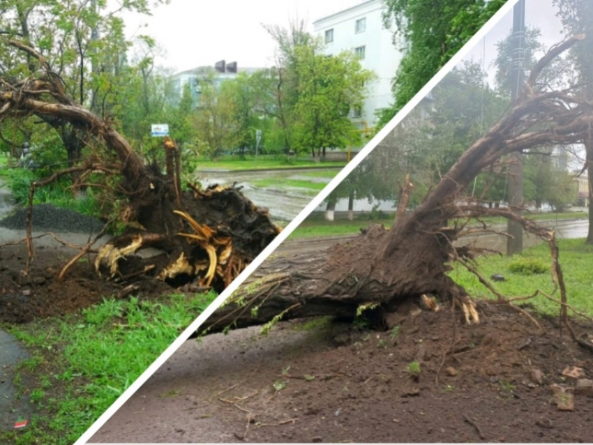 Без света и интернета остались несколько микрорайонов Волгодонска из-за падения деревьев 