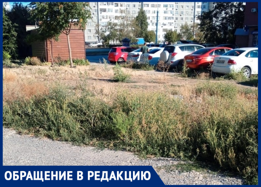 Ад для аллергиков: жители возмущены отказом ДСиГХ косить поле амброзии на улице Карла Маркса