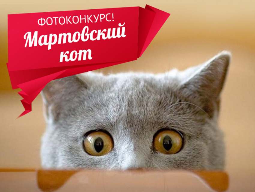 «Блокнот» запускает новый фотоконкурс - «Мартовский кот Волгодонска» 