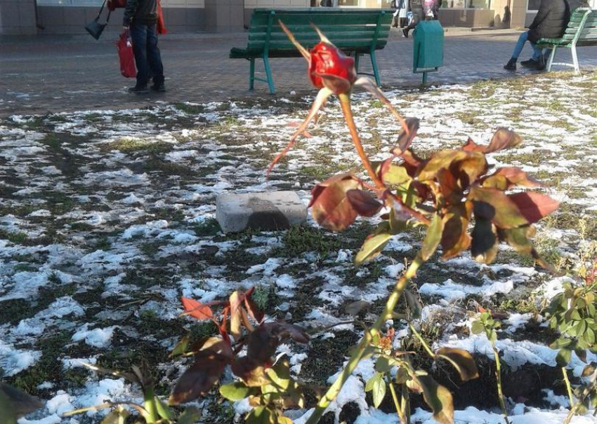 В Волгодонске в январе по всему городу распустились розы 