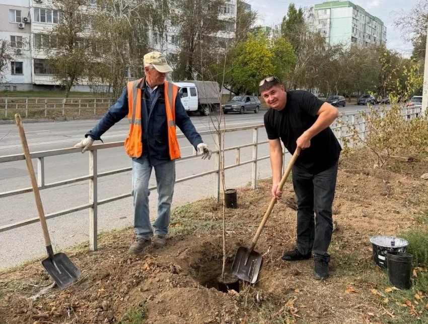 В Волгодонске высадили каштаны, дубы и берёзы на трёх городских территориях