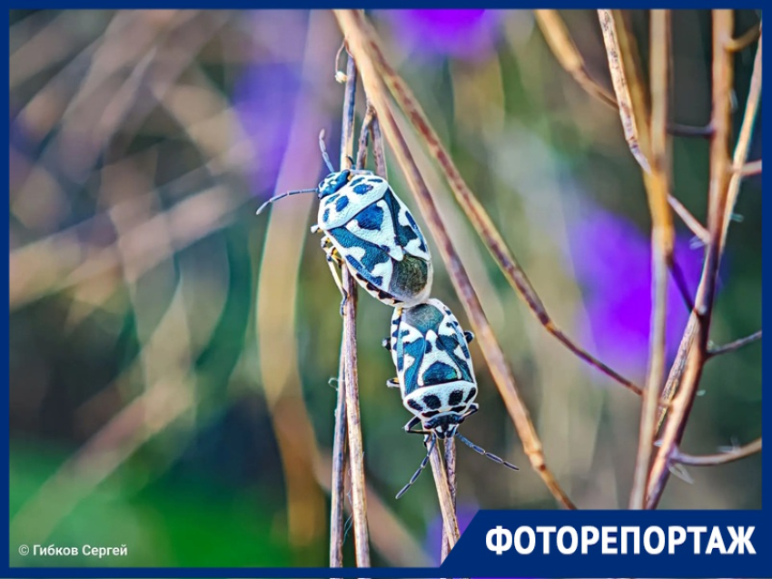 Пляжи, диковинные жуки, жара, июль: красоты лета в Волгодонске и окрестностях в ярком фоторепортаже 