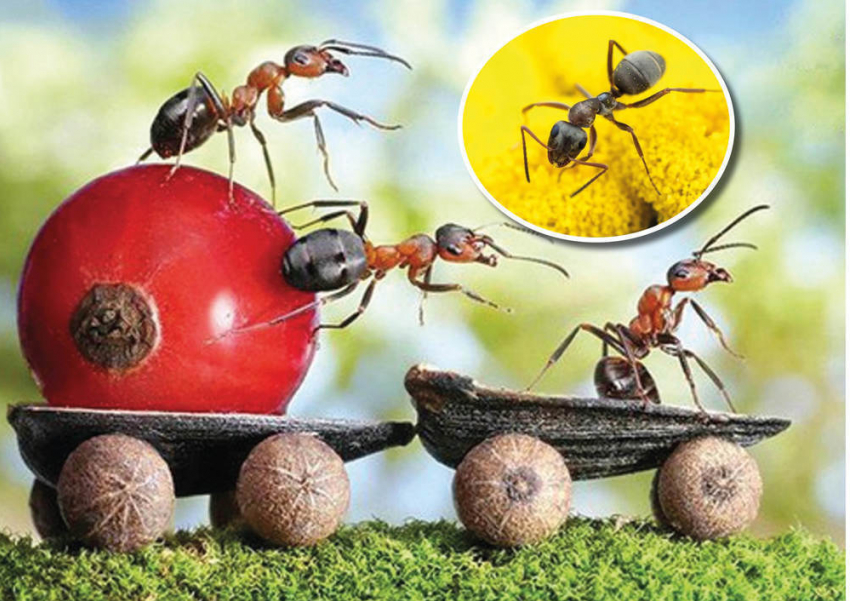 Три простейших и надежных способа борьбы с садовыми муравьями  