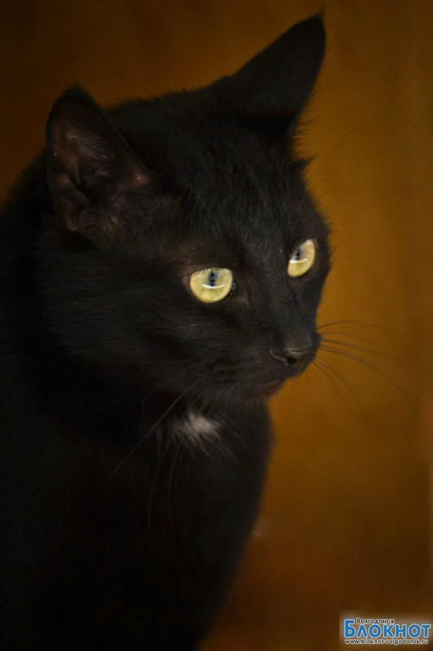 Суслик - 80-й участник конкурса Самый красивый кот Волгодонска