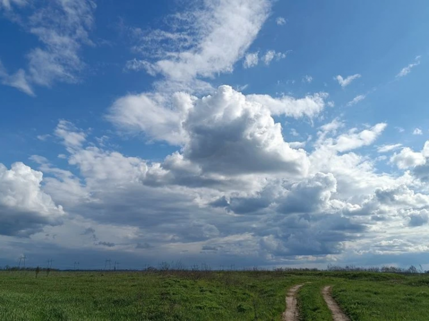 Трава в рост: в Волгодонске создались уникальные условия для вегетации растений
