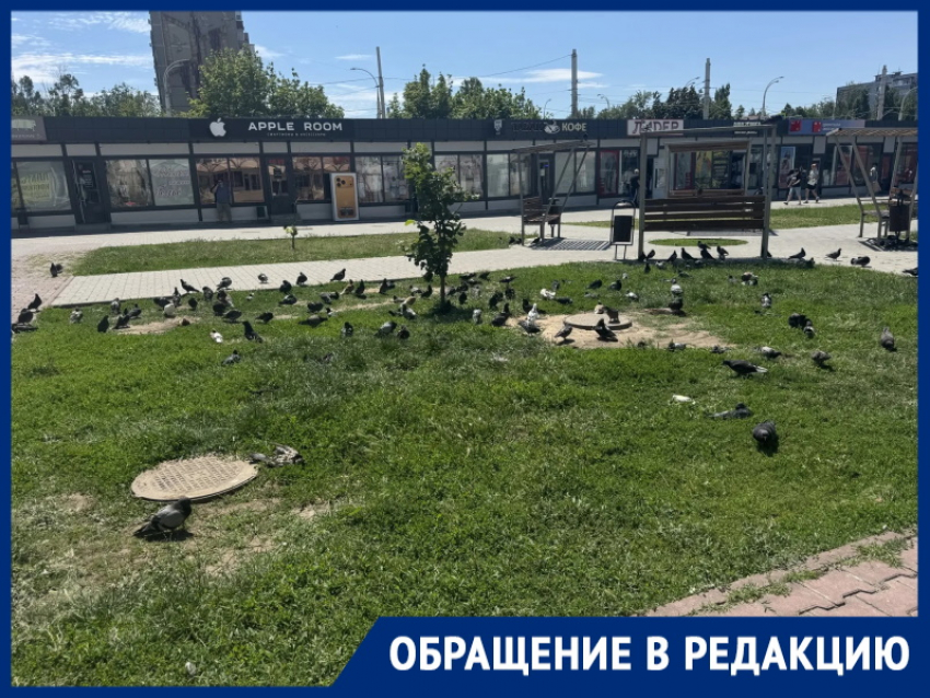 «Что за голубиное кладбище в центре?»: пенсионерка требует убрать трупы пернатых 