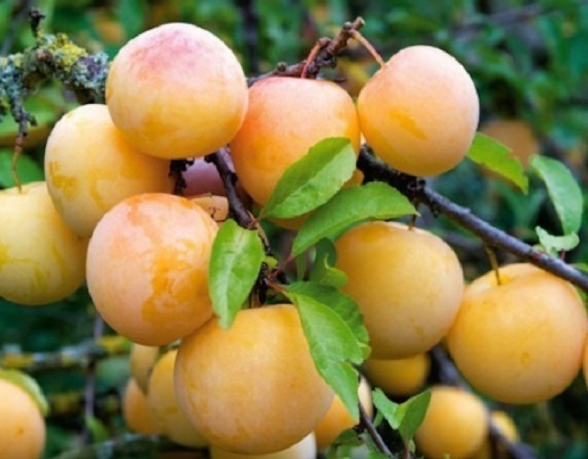 Слива абрикосовая – для суровых районов