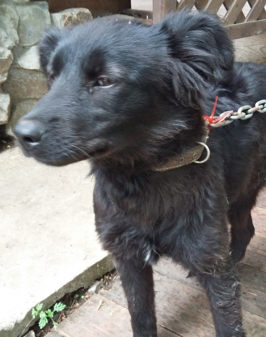 В Волгодонске черный пес потерял своих хозяев в районе парка Победы