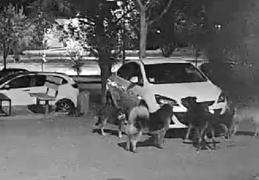 Стая собак в поисках кота оторвала решетку радиатора и разгромила машину в Волгодонске