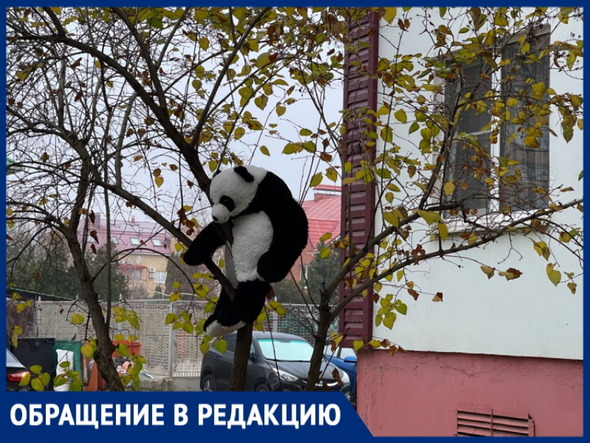 «Плюшевые джунгли Волгодонска?» Горожанка обнаружила во дворе обитающую панду