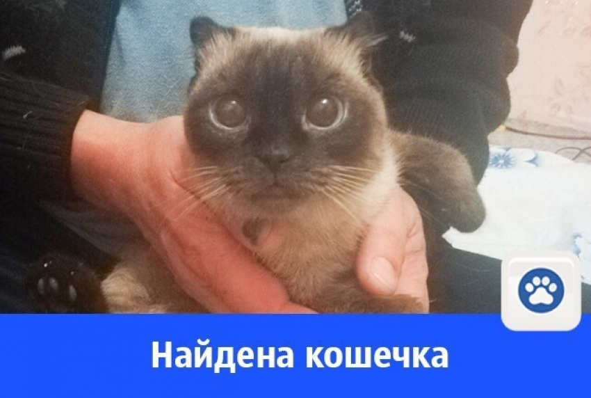 Найдена кошка в Волгодонске 